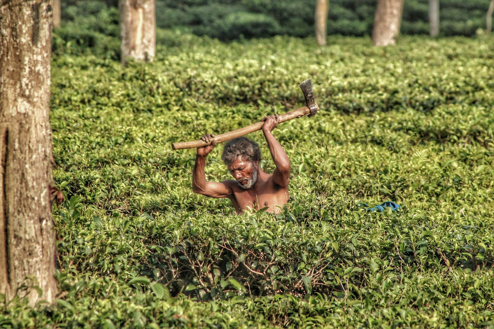 A tea plucker at work among rows of tea bushes