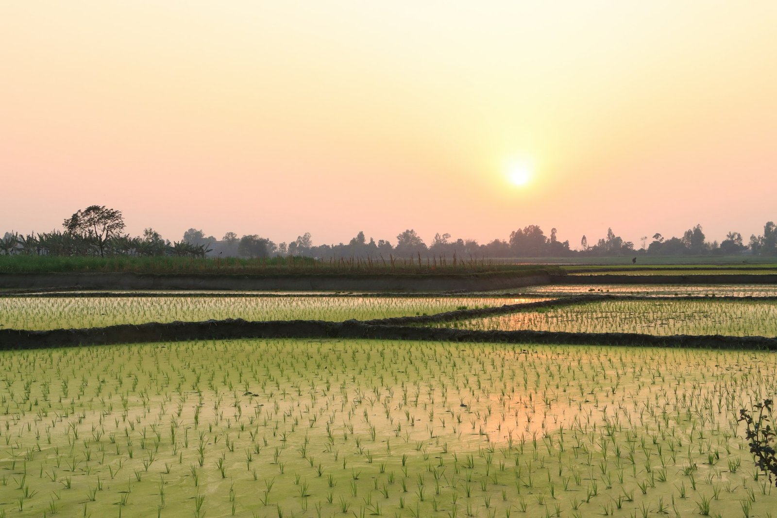 Paddy fields at sunset in rural Bangladesh