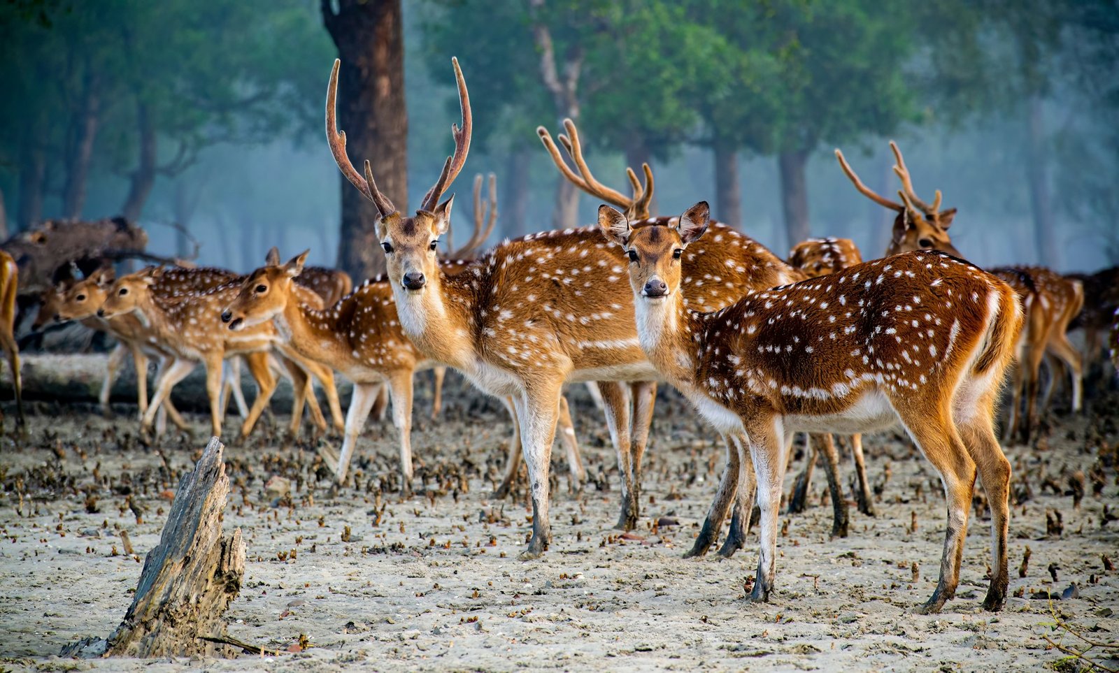 Spotted deer in the forest