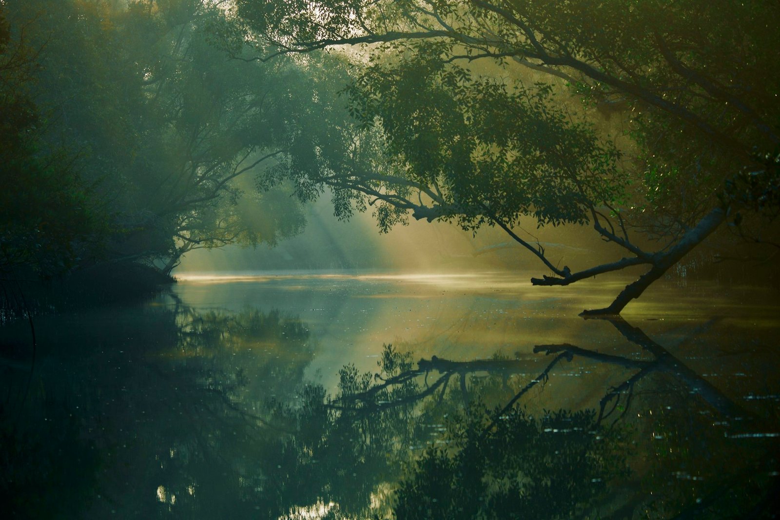 Mist over a river channel in a mangrove forest