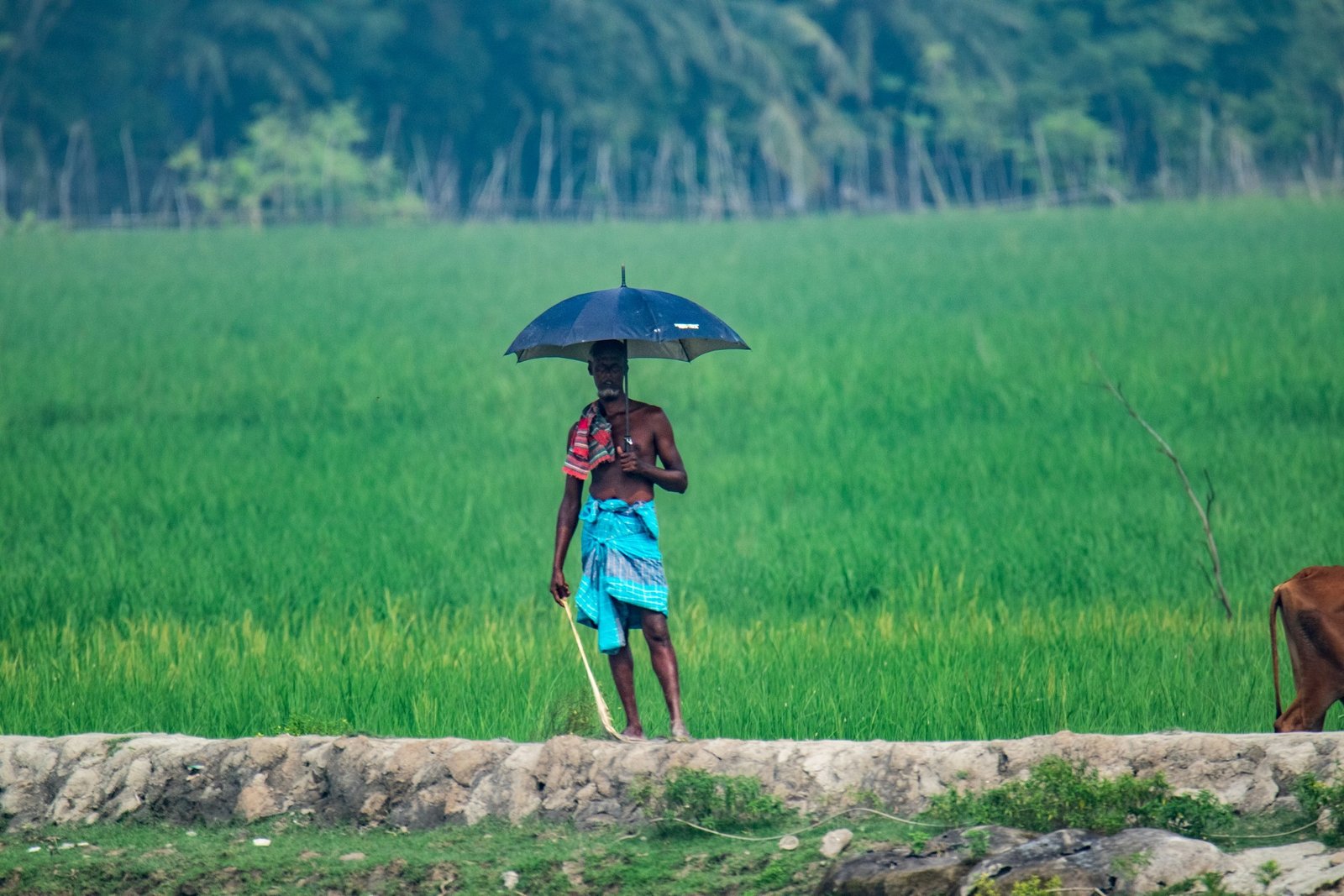 A woman with an umbrella in green paddy fields
