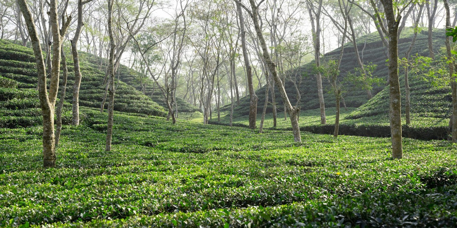 Rows of tea bushes under shade trees in a tea garden